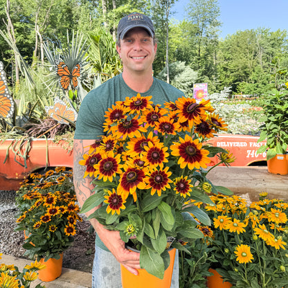 Sunbeckia 'Luna' | Order Now, Pickup at The Ranch