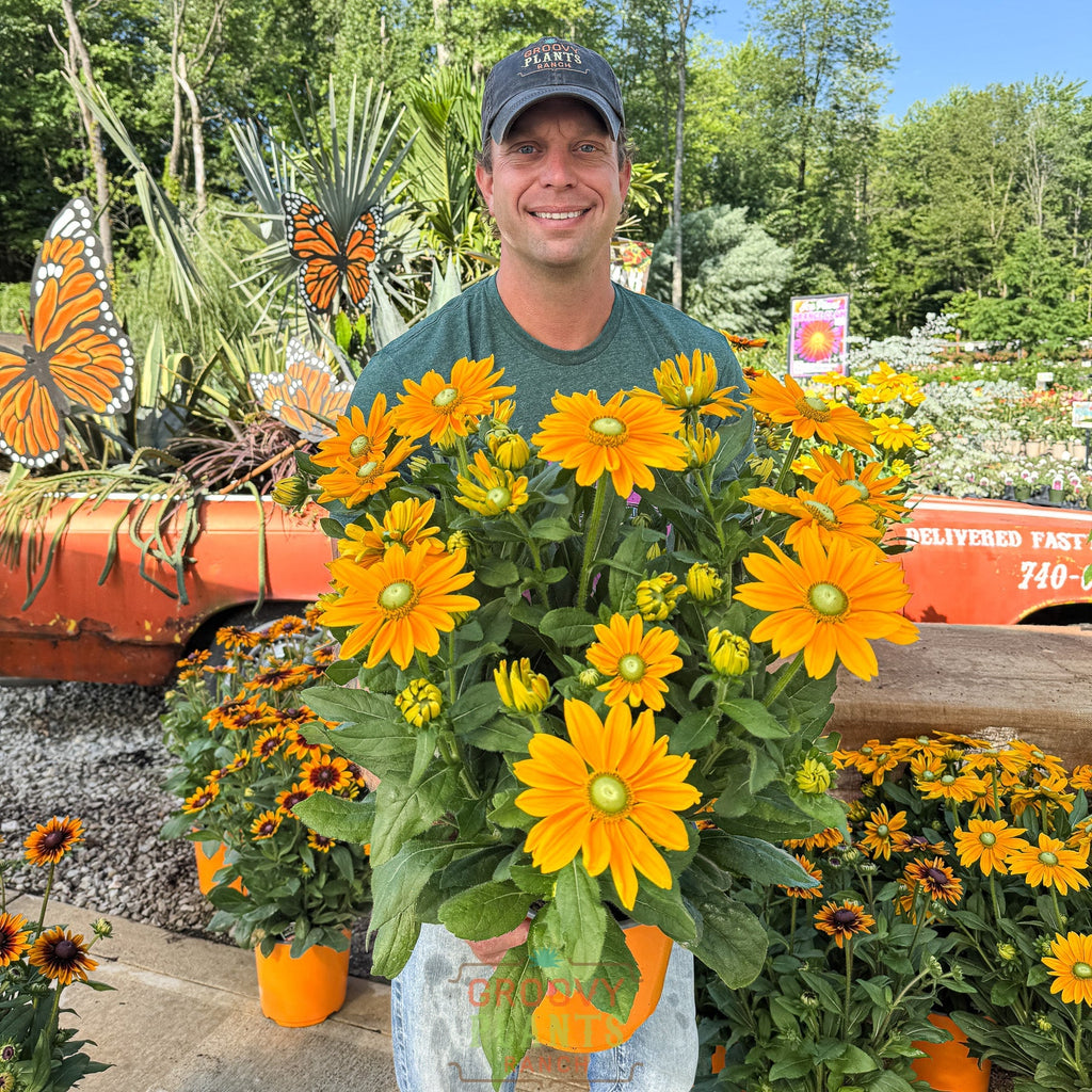 Sunbeckia 'Ophelia'