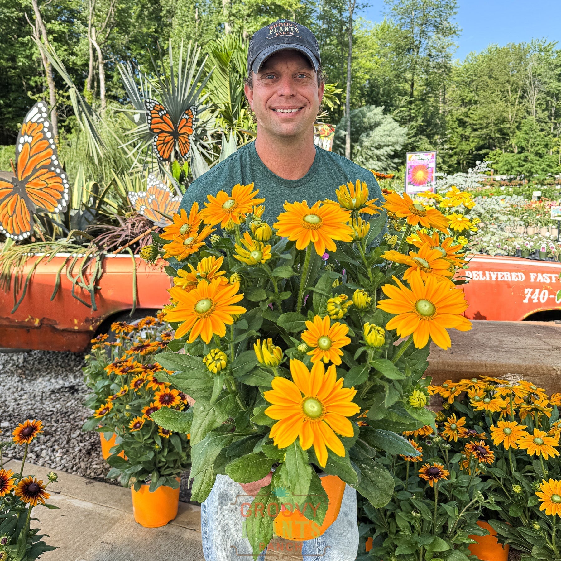 Sunbeckia 'Ophelia'