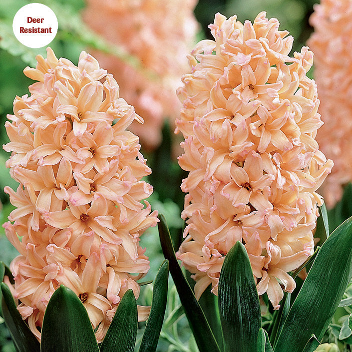 Hyacinth 'Gipsy Queen' - 20 Bulbs