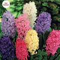 Hyacinth - Mixed Varieties