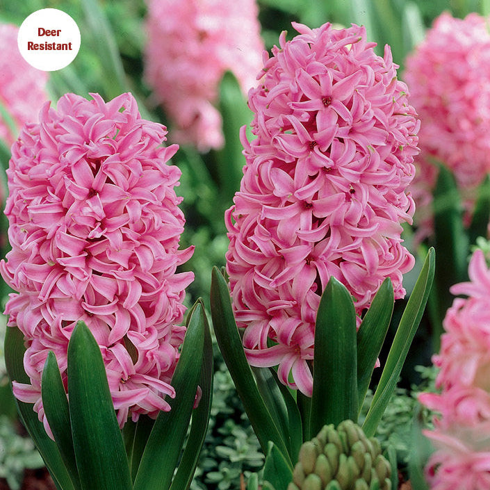 Hyacinth 'Pink Pearl' - 20 Bulbs