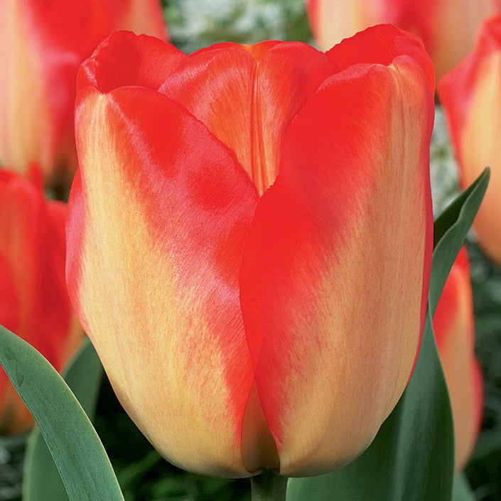 Tulip 'American Dream' - 20 Bulbs
