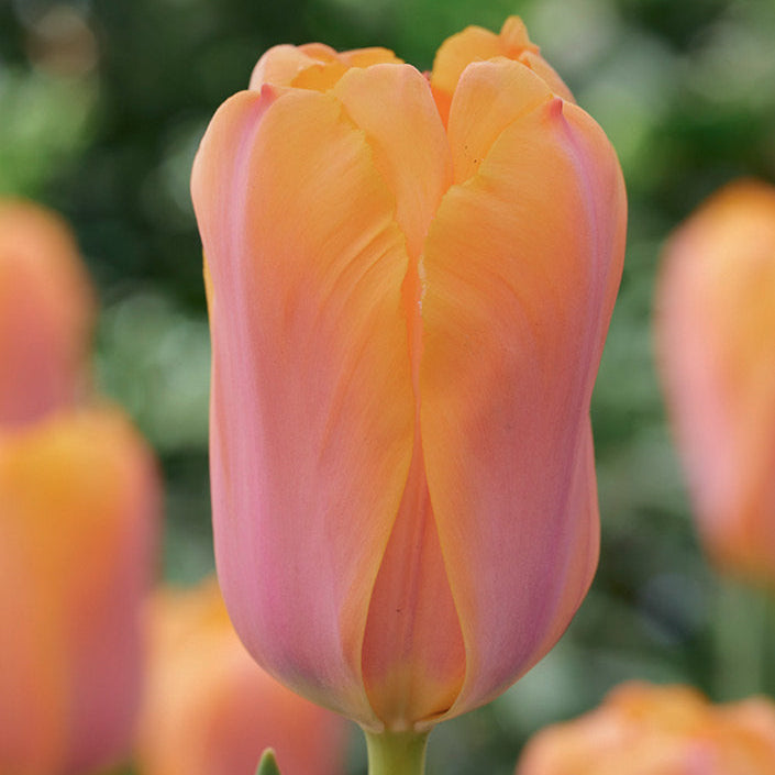 Tulip 'Blushing Impressions' - 20 Bulbs