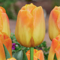 Tulip 'Desert Sun' - 20 Bulbs