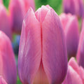 Tulip 'Light and Dreamy' - 20 Bulbs
