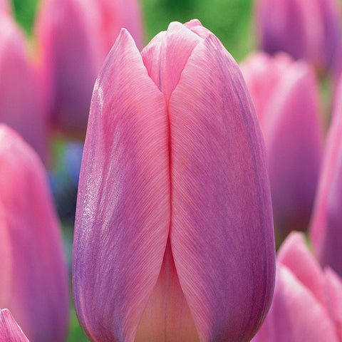 Tulip 'Light and Dreamy' - 20 Bulbs