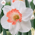 Daffodil 'Pink Charm' - 20 Bulbs