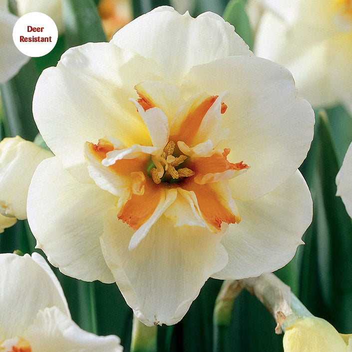 Daffodil 'Broadway Star'