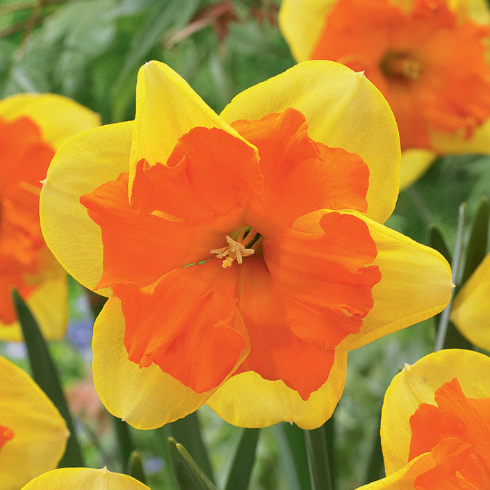 Daffodil 'Congress' - 20 Bulbs