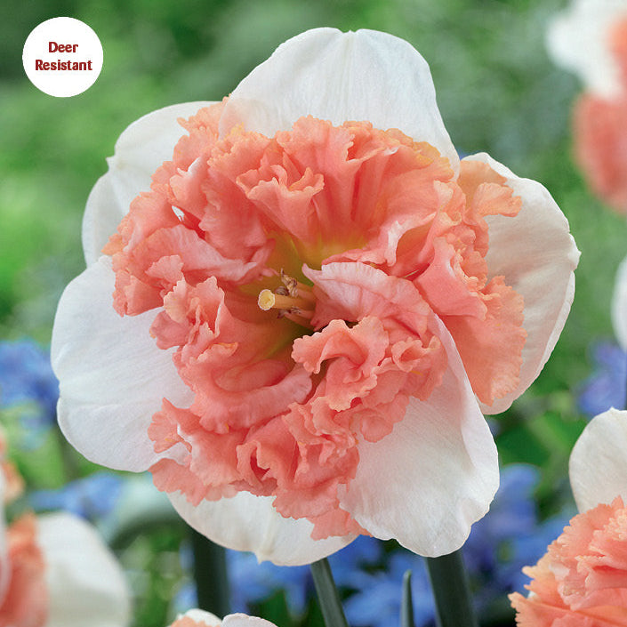 Daffodil 'Raspberry Creme'