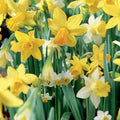 Daffodil - Mixed Minis