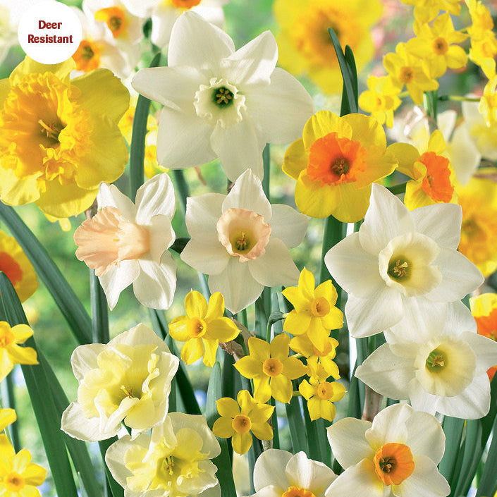 Daffodil - Mixed Varieties