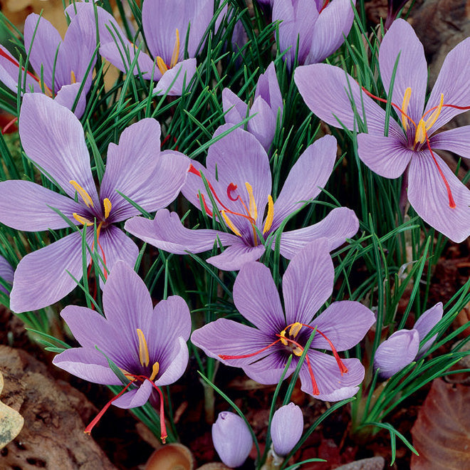 Saffron Crocus