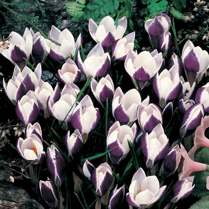 Crocus 'Lady Killer' | Snow Crocus