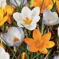 Crocus - Mixed Varieties
