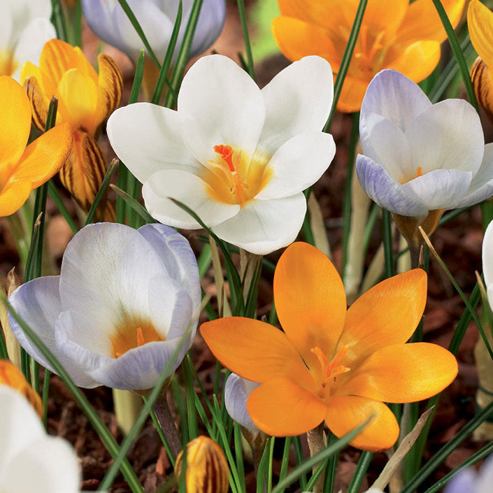 Crocus - Mixed Varieties