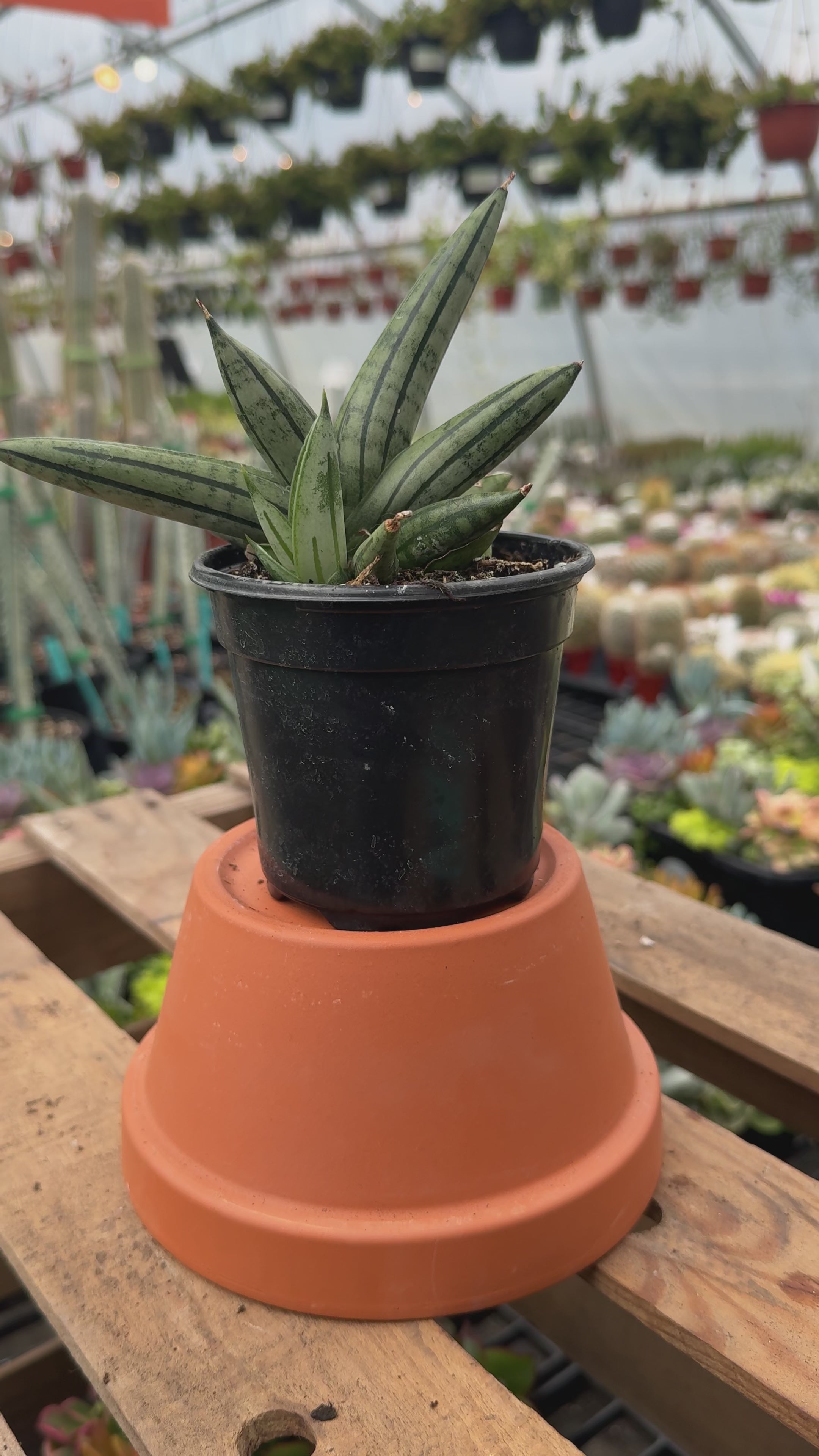 Snake Plant | Sansevieria 'Fat Man'