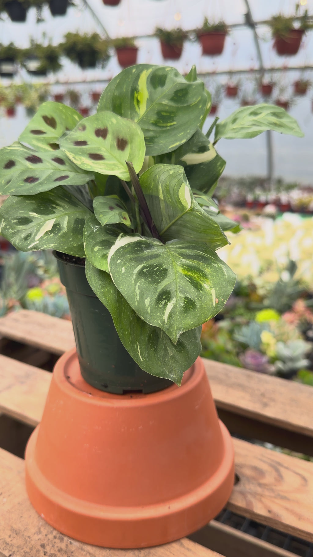 Prayer Plant | Maranta ‘Beauty Kim’