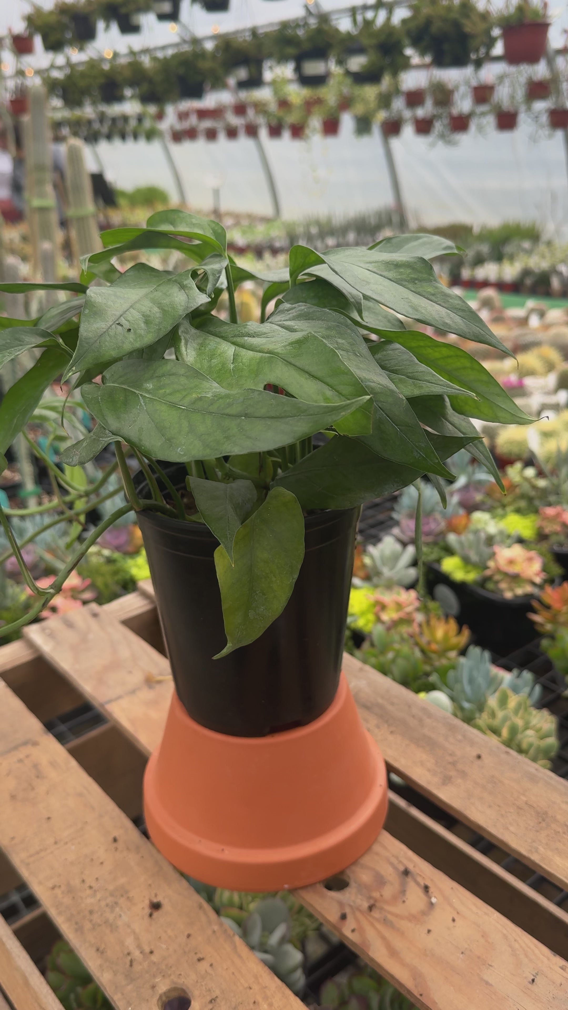 5.39" Baltic Blue Pothos | Epipremnum Pinnatum 'Baltic Blue'