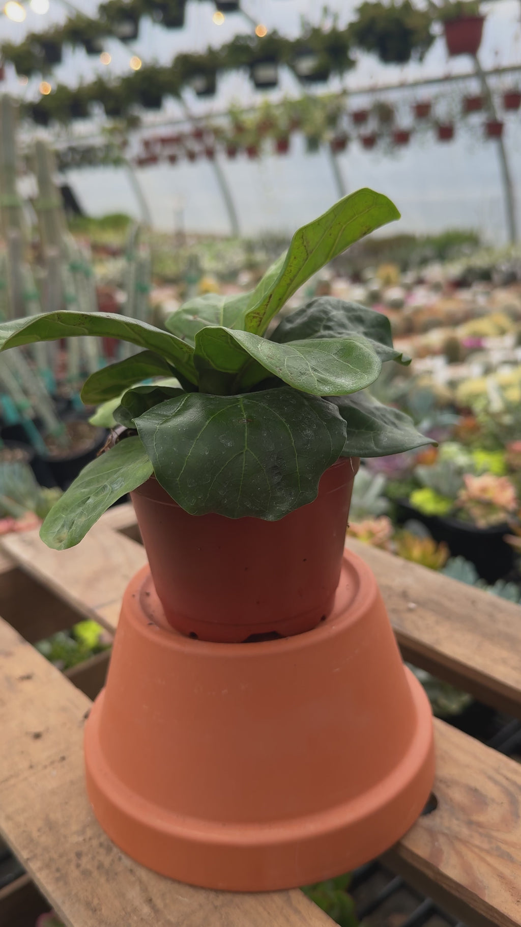 Fiddle Leaf Fig | Ficus Lyrata