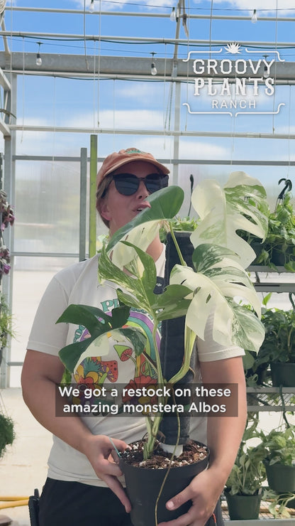 Monstera Albo Variegata in 8" Planter - Limited Release for Pickup Now