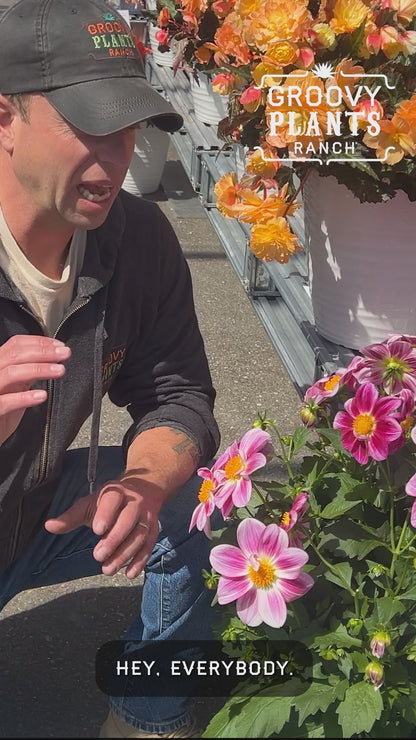 Dahlia 'Summer Bees Purple' ~ Bundle of 8 Hefty Plants for Preorder