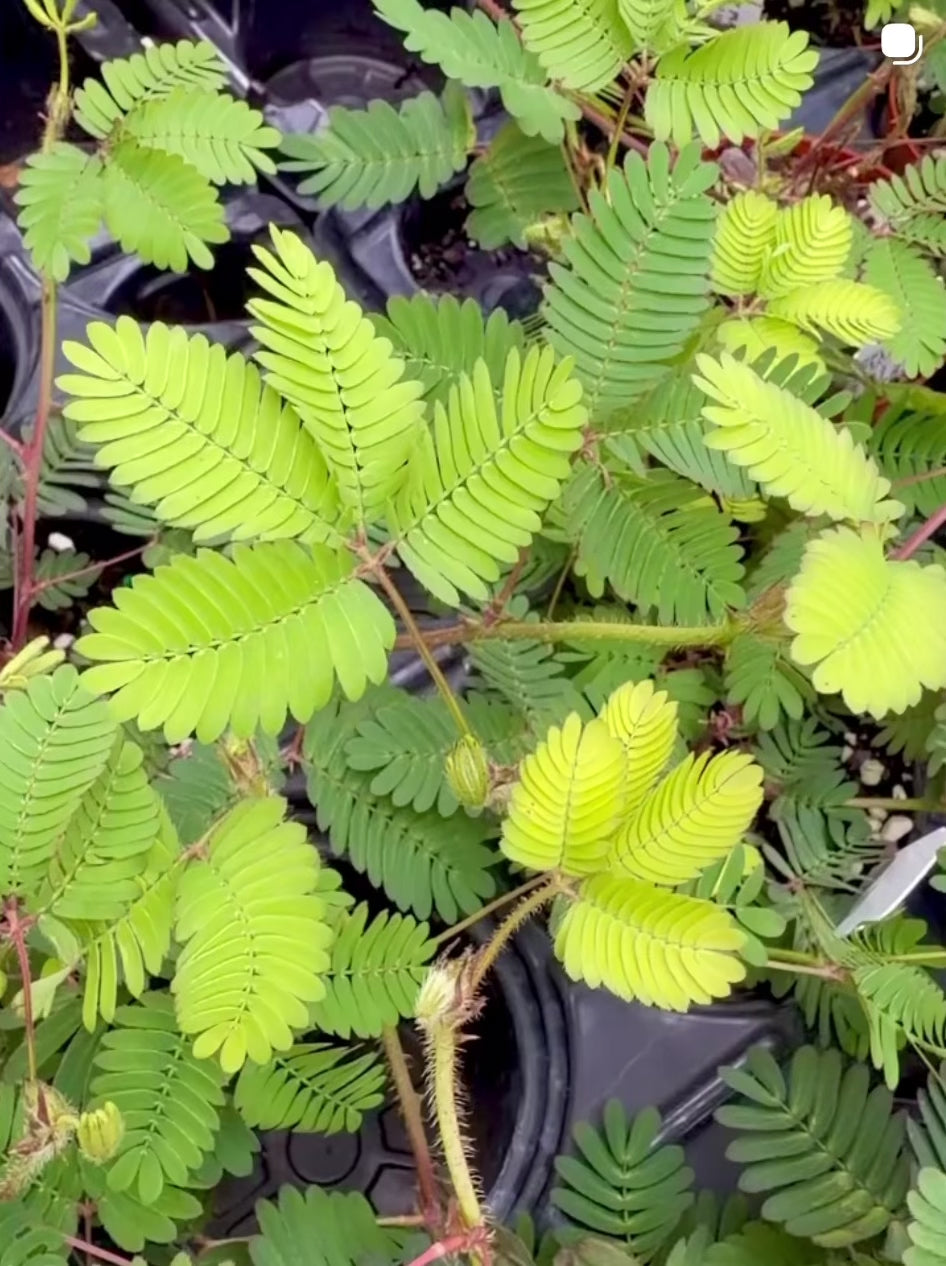 Sensitive Plant | Touch-Me-Not | Mimosa Pudica