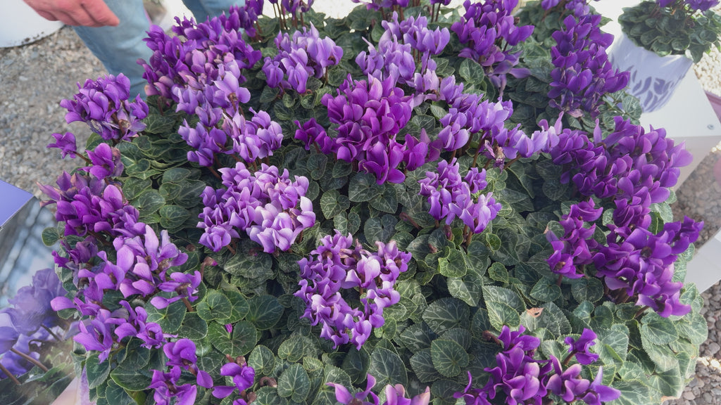 Cyclamen 'Dragon Deep Blue'