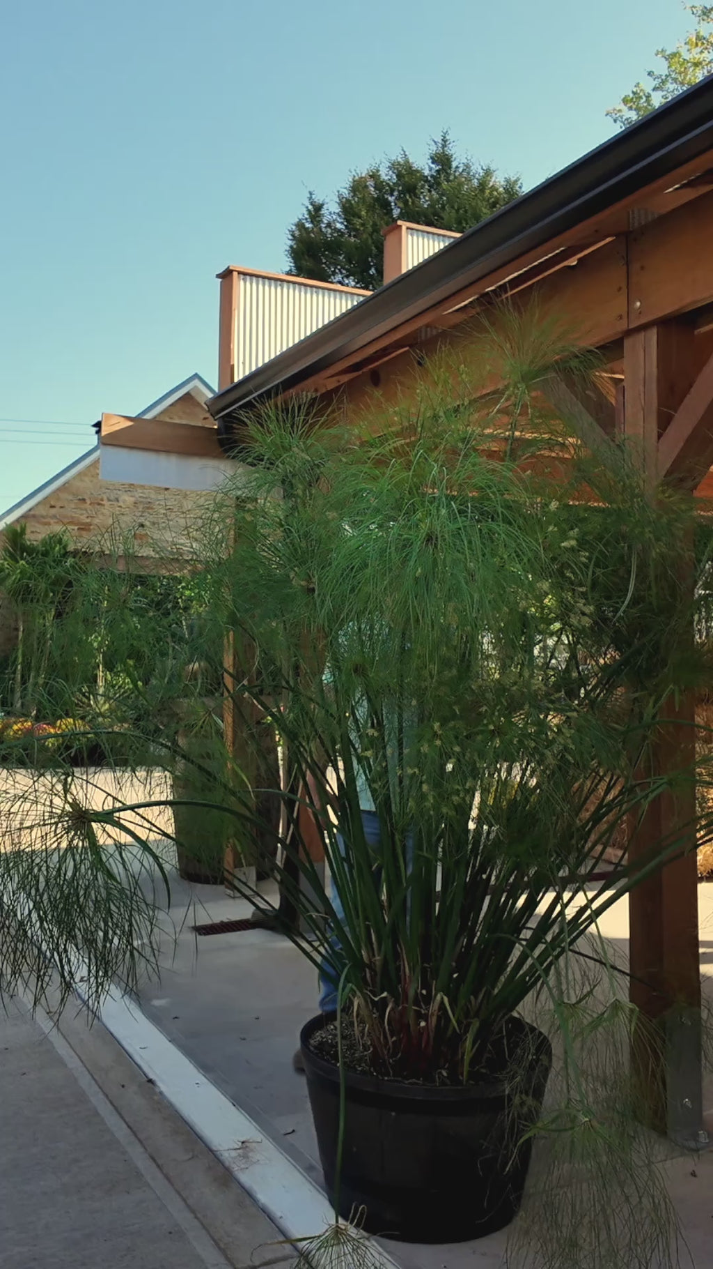 'King Tut' Papyrus ~ Preorder