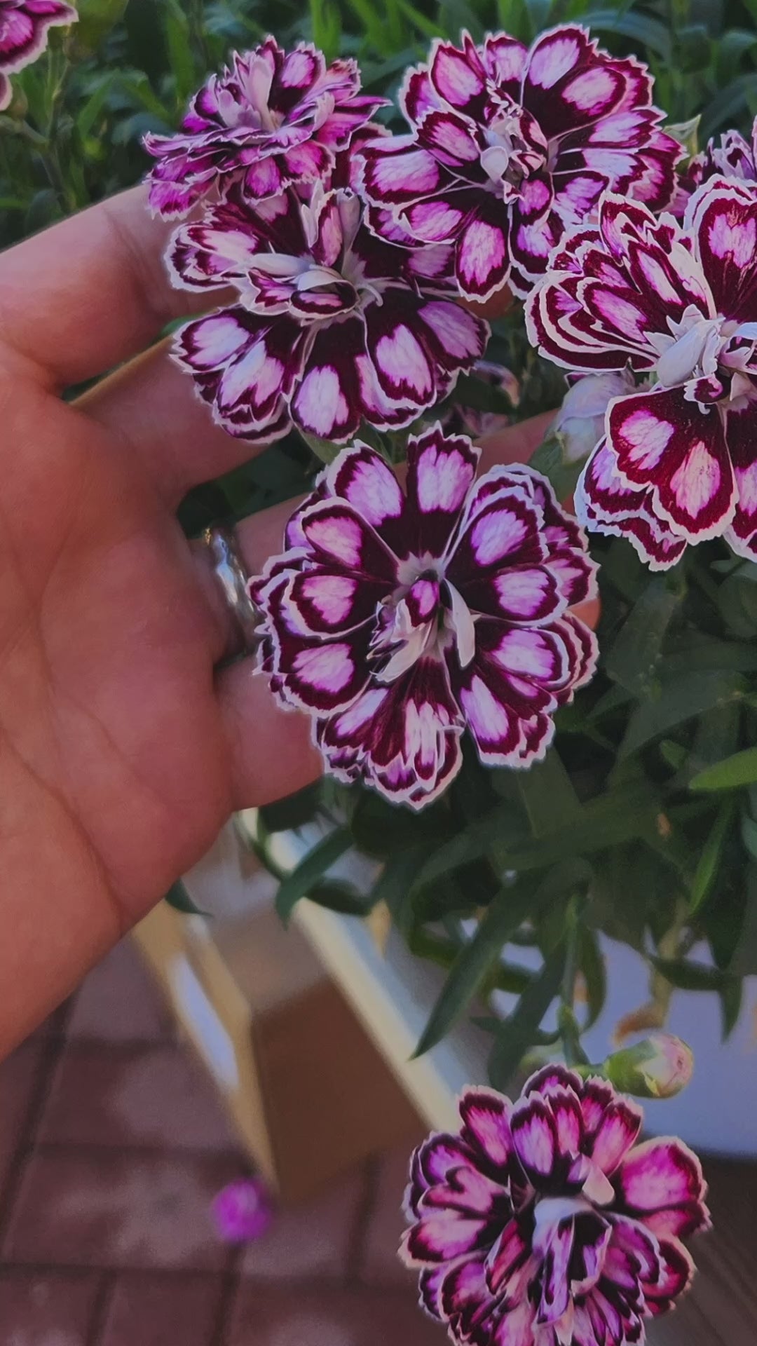 Dianthus Capitán 'Purple + White' ~ Trio of 3 Hefty Plants
