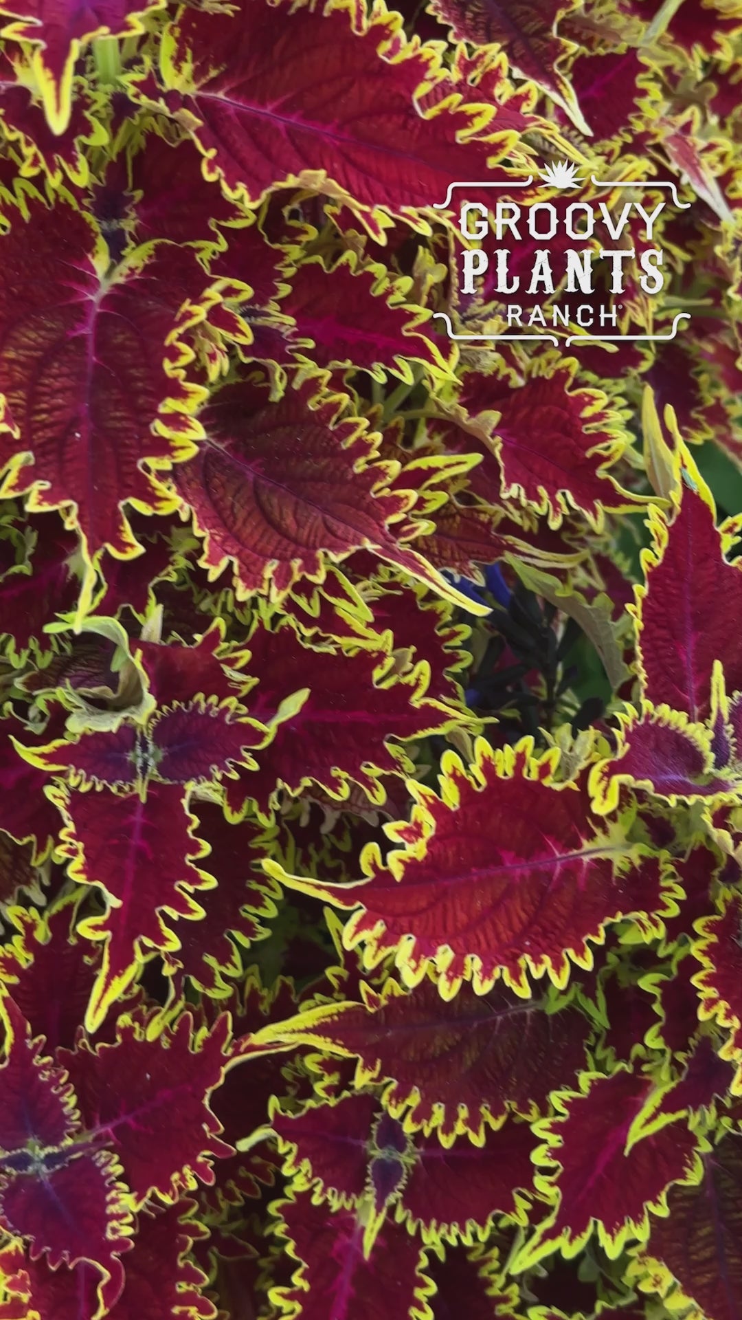Coleus 'Copperhead'