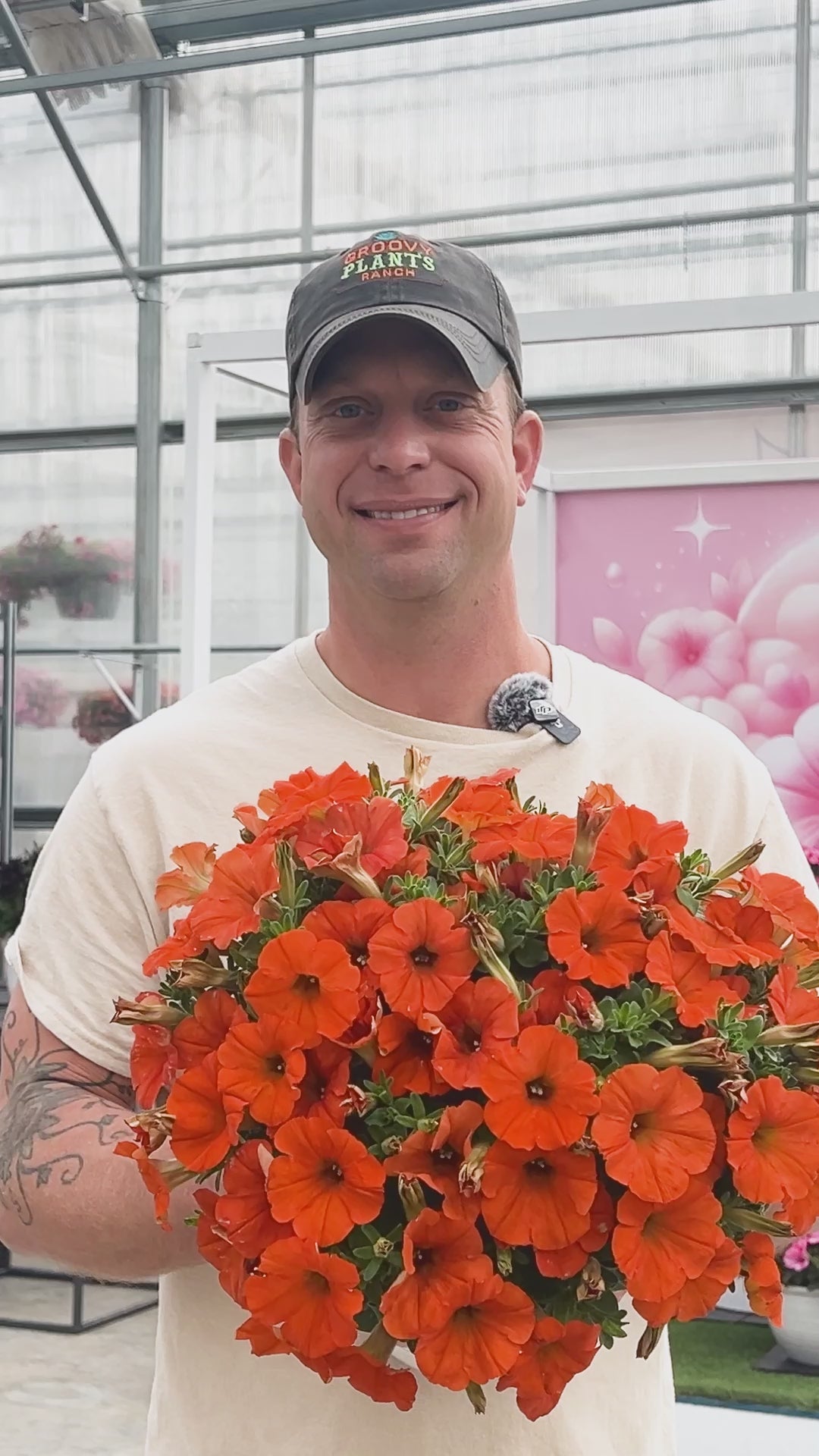 Inferno Petunia 'The Orange' ~ Buy Annuals Online – The Groovy