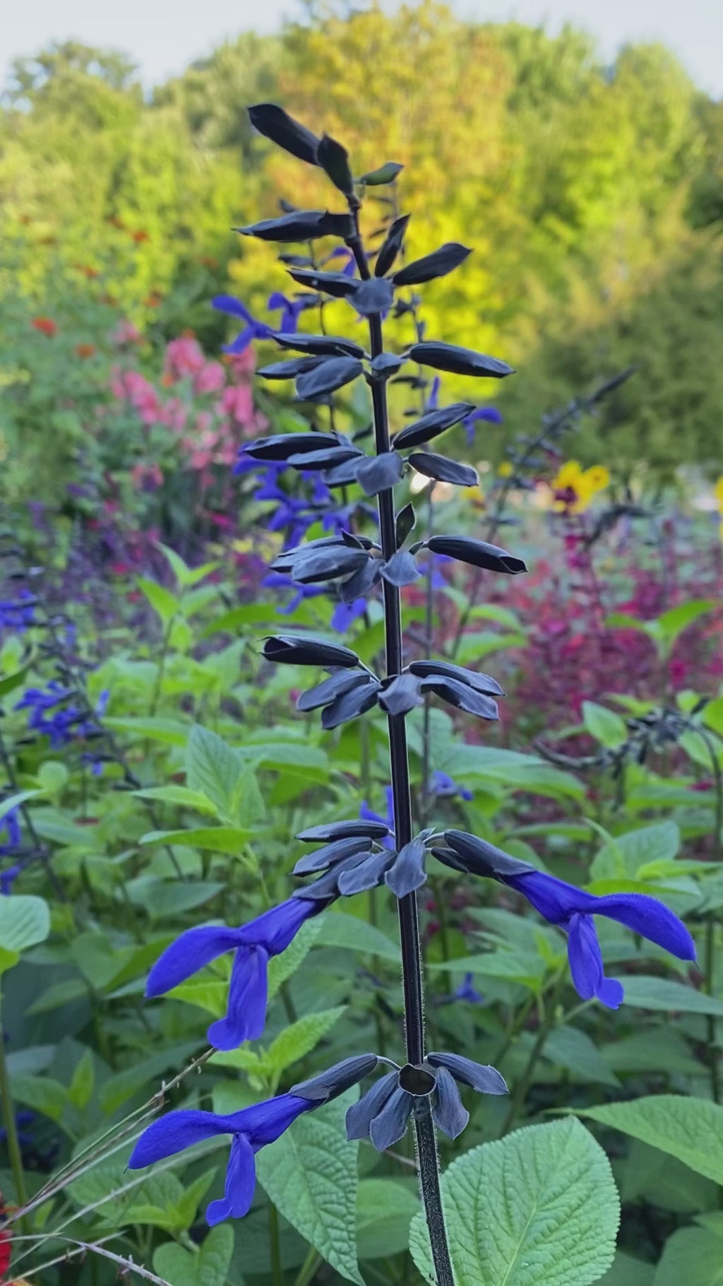 Salvia 'Black & Bloom' ~ Hummingbird Buffet of 24 Hefty Plants for Preorder
