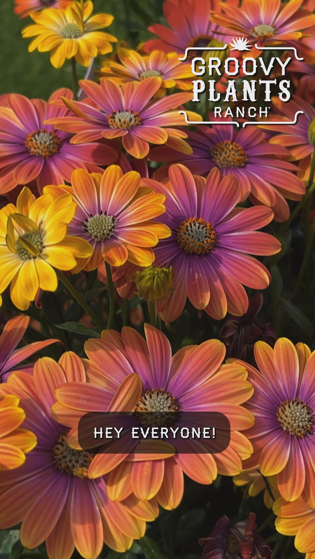 'Dynamo Purple Sunburst' African Daisies  ~ Trio of 3 Hefty Plants for Preorder
