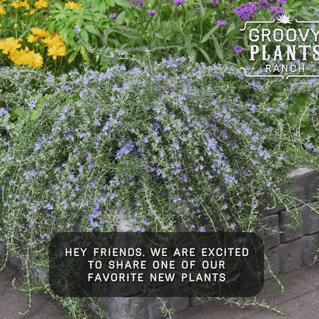 Rosemary 'Blue Cascade'