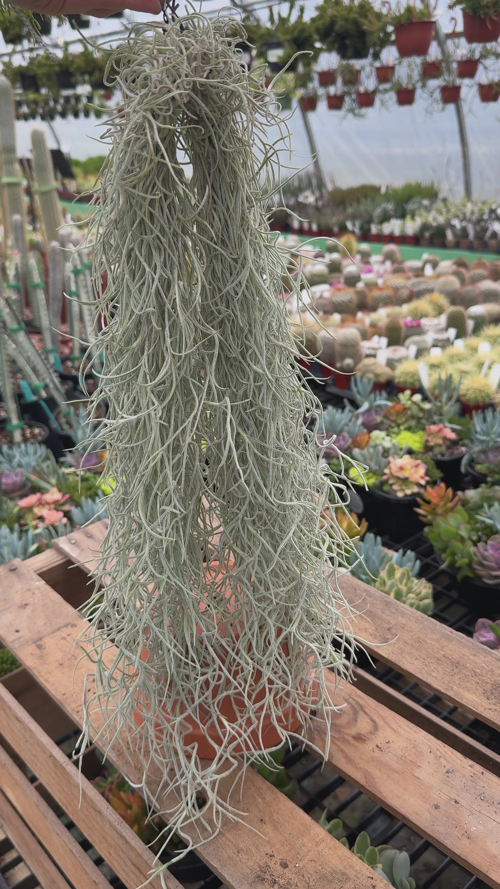Duo of Spanish Moss | Tillandsia usneoides