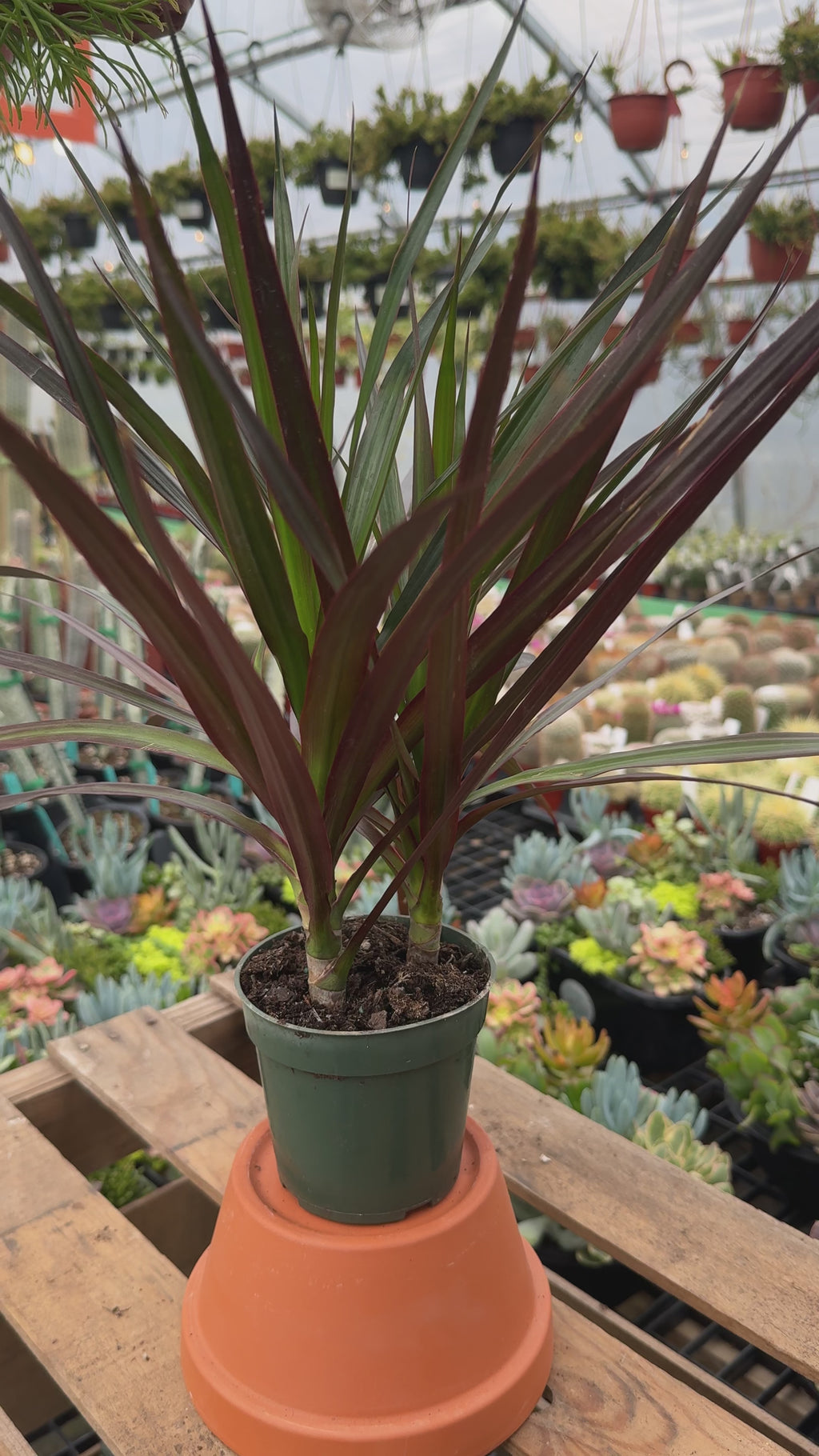 Madagascar Dragon Tree | Dracaena marginata 'Magenta'