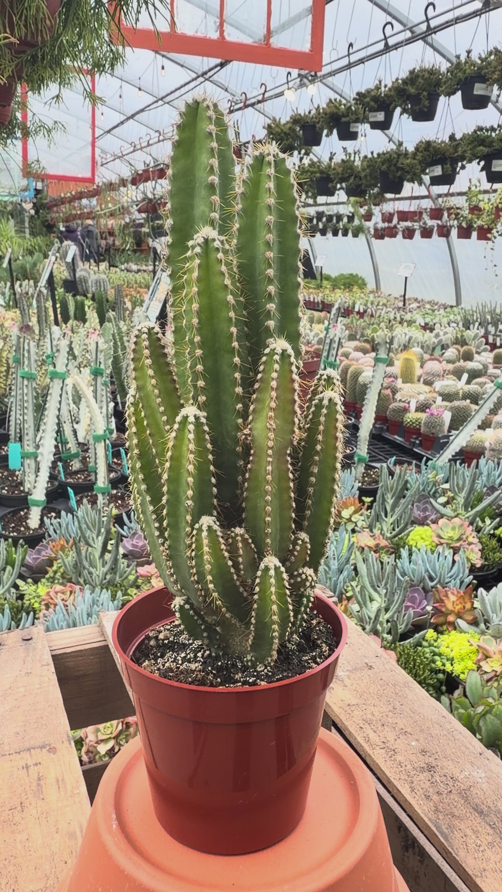 Fairy Castle Cactus | Acanthocereus tetragonus 'Monstrosus'