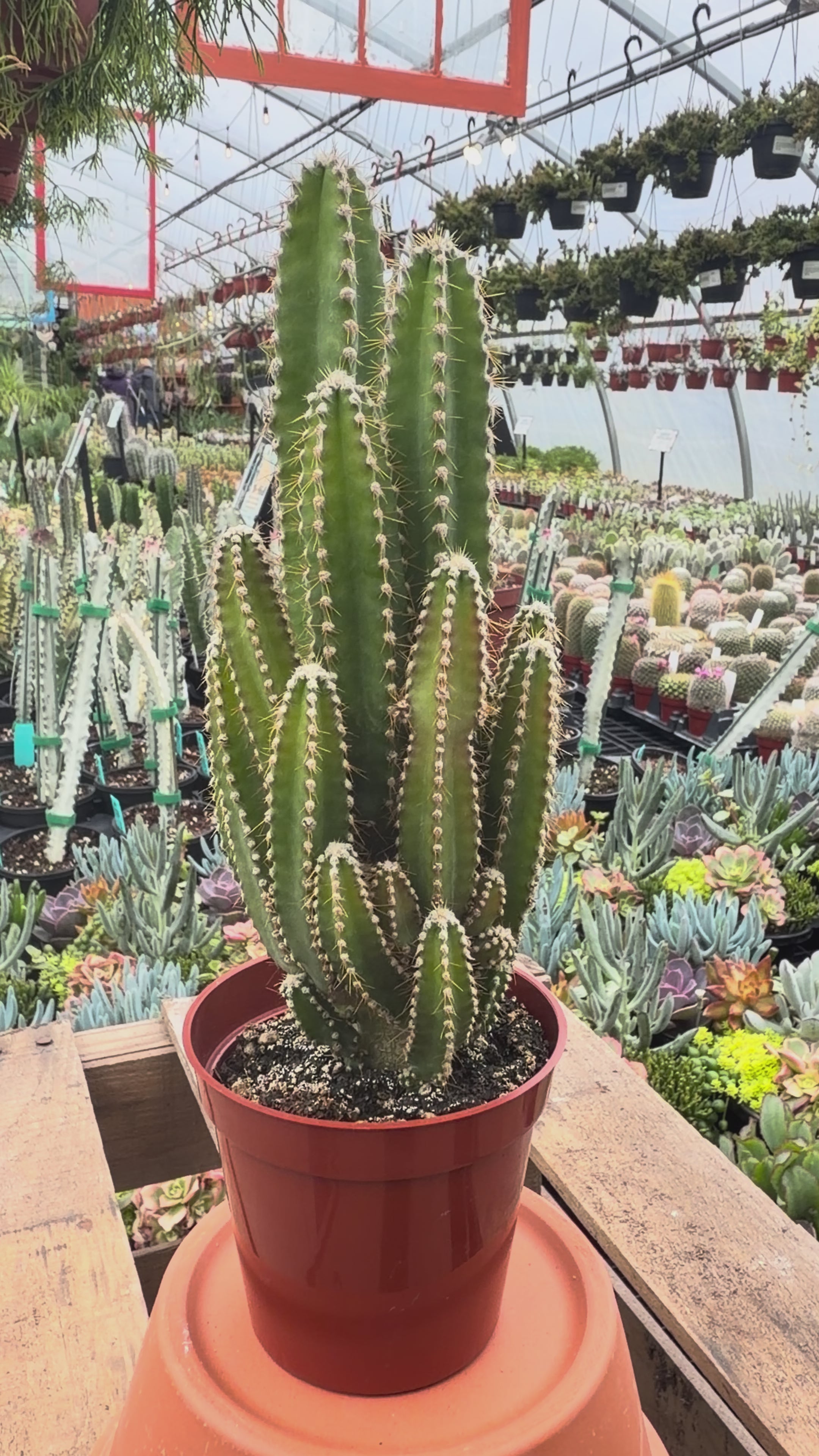 Fairy Castle Cactus | Acanthocereus tetragonus 'Monstrosus'