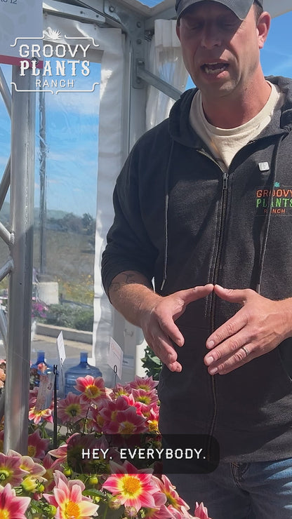 Dahlia 'Summer Bees Red' ~ Bundle of 8 Hefty Plants for Preorder