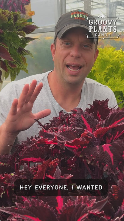 Coleus 'Pink Ribbons' ~ Trio of 3 Hefty Plants for Preorder