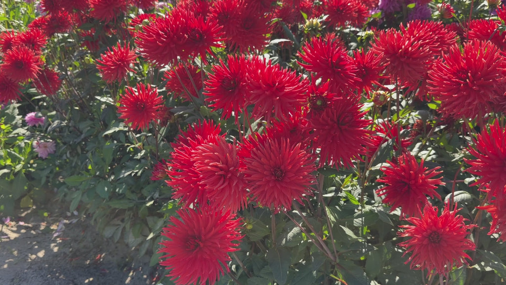 Dahlia Bergers Record | Cactus Dahlia