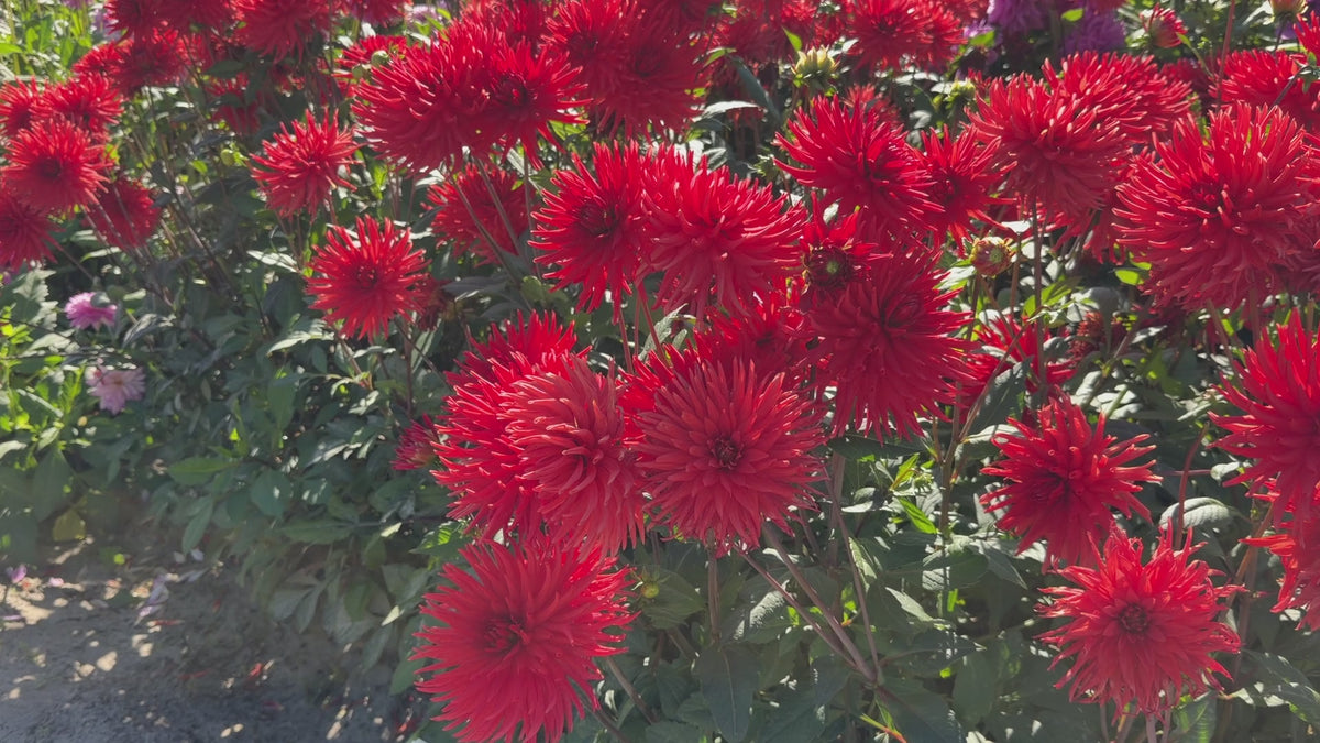 Dahlia Bergers Record | Cactus Dahlia