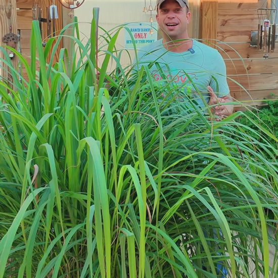 Grow your own Lemon Grass! Lemongrass is an aromatic herb offers a delightful lemony fragrance and acts as a natural mosquito repellent. 