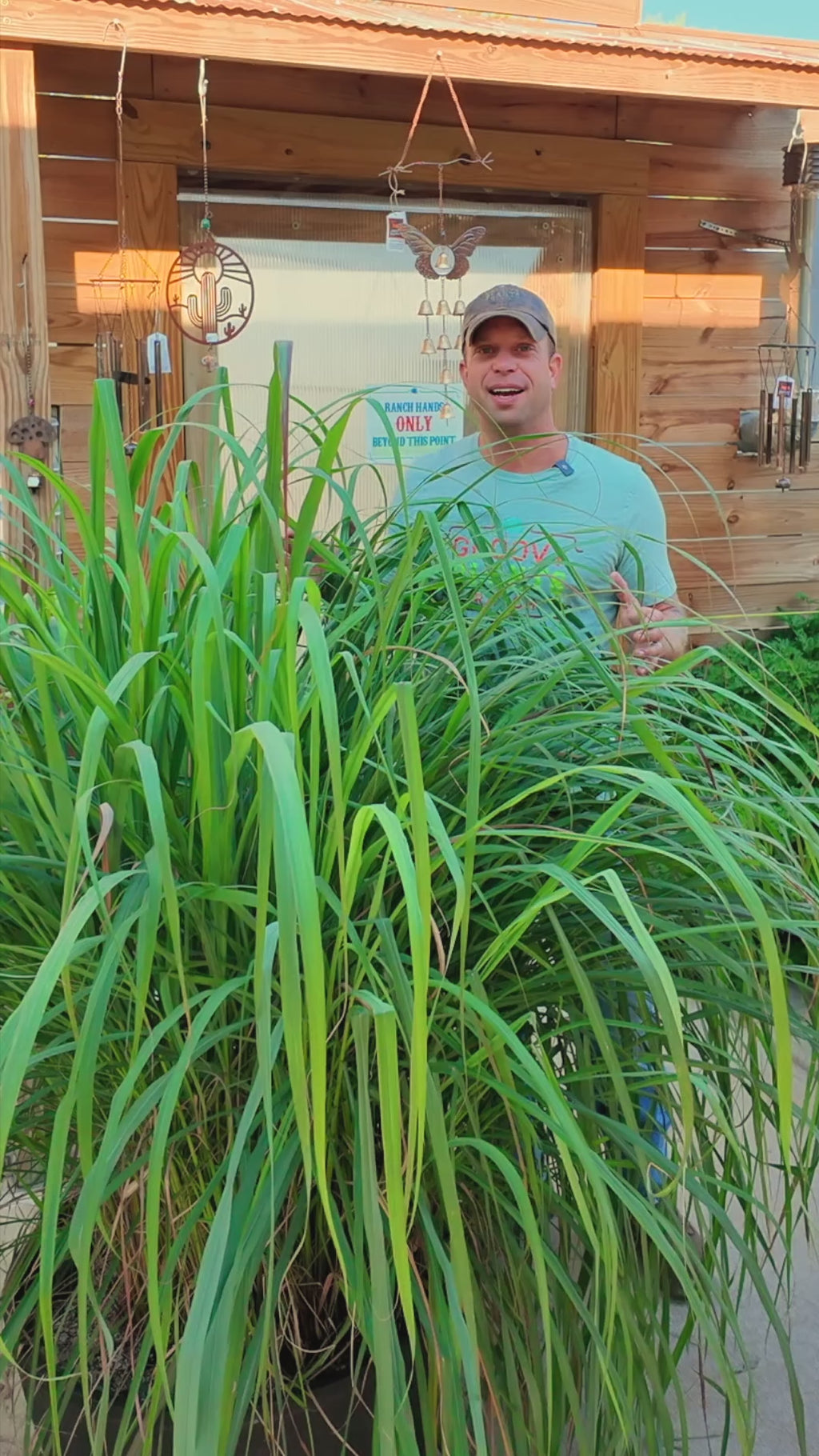 Grow your own Lemon Grass! Lemongrass is an aromatic herb offers a delightful lemony fragrance and acts as a natural mosquito repellent. 