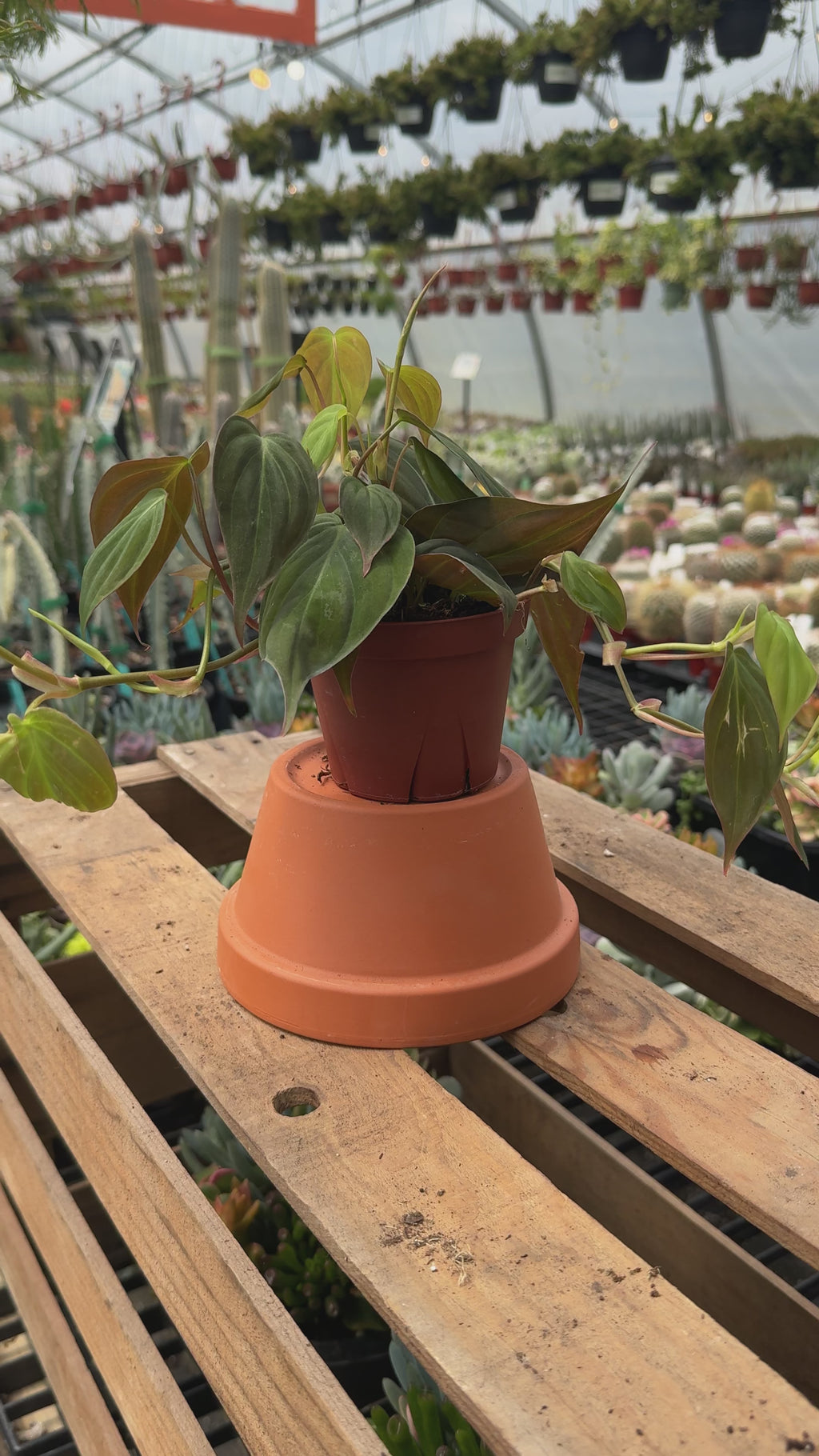 Philodendron Hederaceum 'Micans'