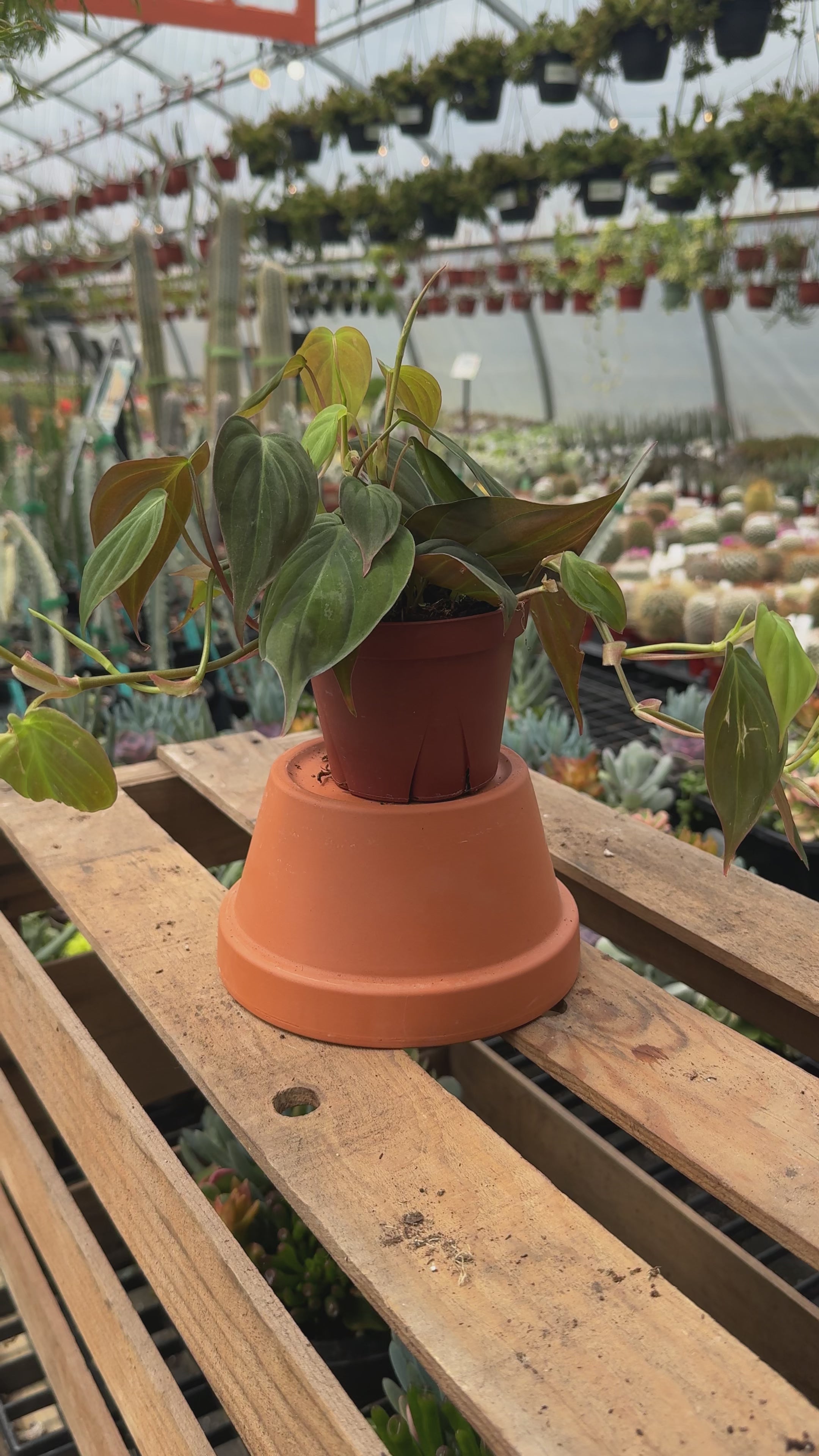 Philodendron Hederaceum 'Micans'