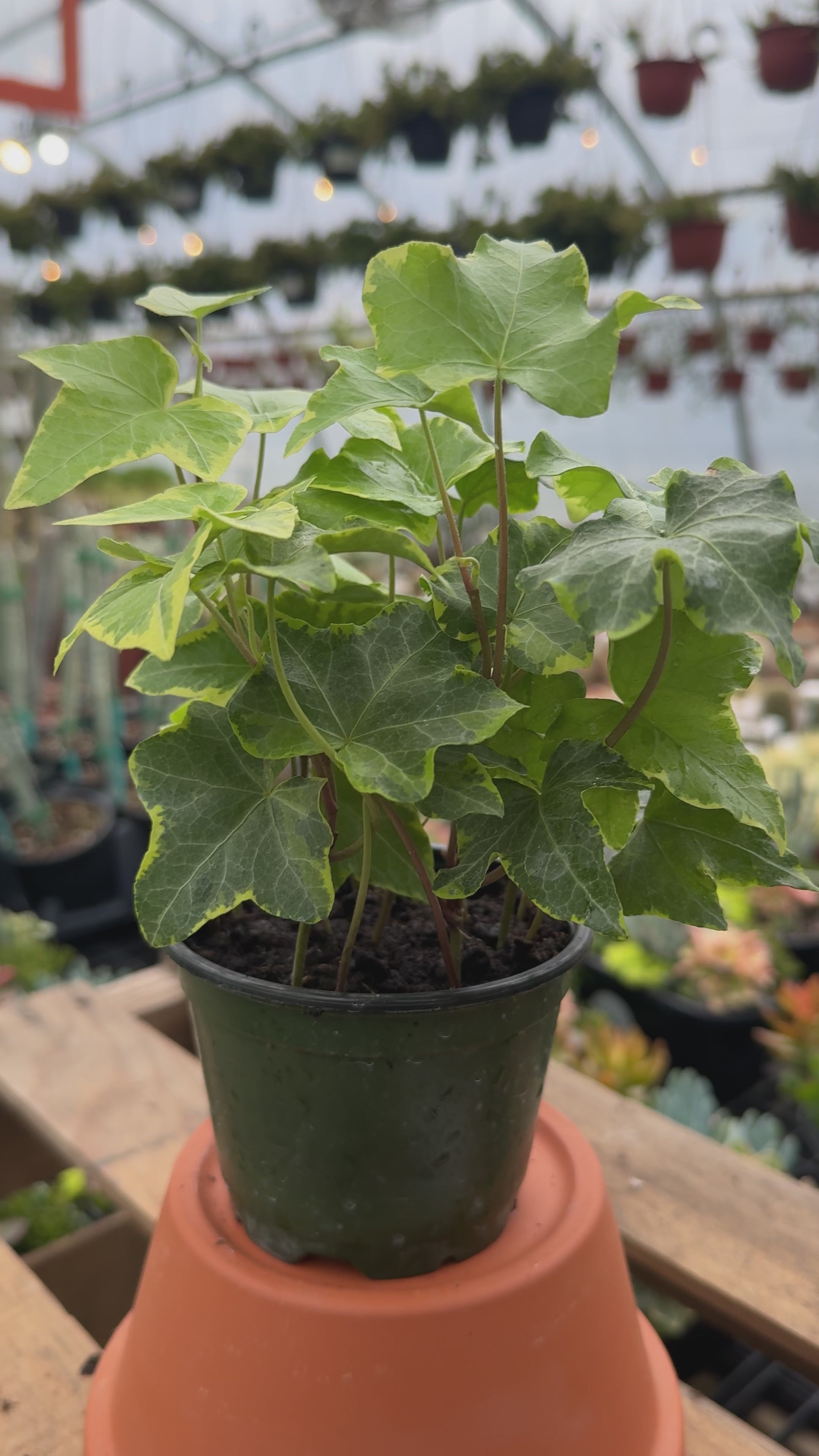 4" Gold Variegated Ivy | Hedera helix 'Goldchild'