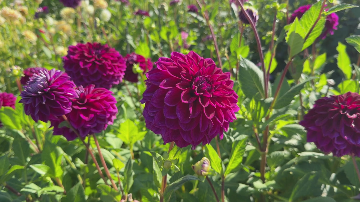 Dahlia Diva | Decorative Dahlia